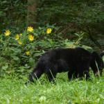 2017OTRA-1_1147 (August 28, 2017)